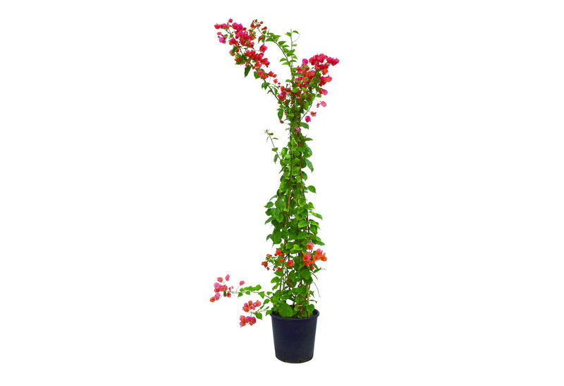 Μπουκαμβιλια Αναρριχώμενη 100-130cm σε Γλάστρα