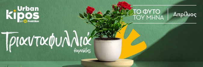To φυτό του μήνα: Θαμνώδης Τριανταφυλλιά